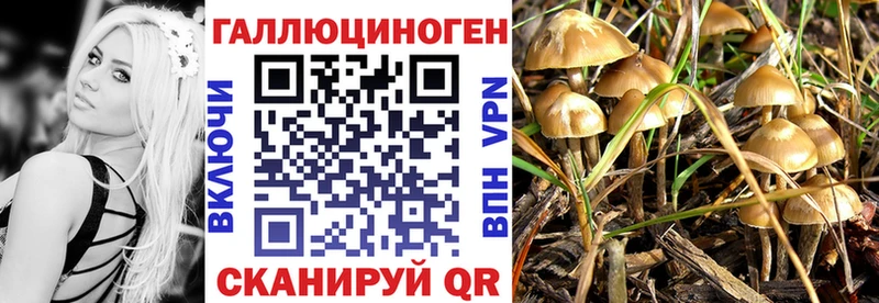 продажа наркотиков  Цивильск  Галлюциногенные грибы Cubensis 